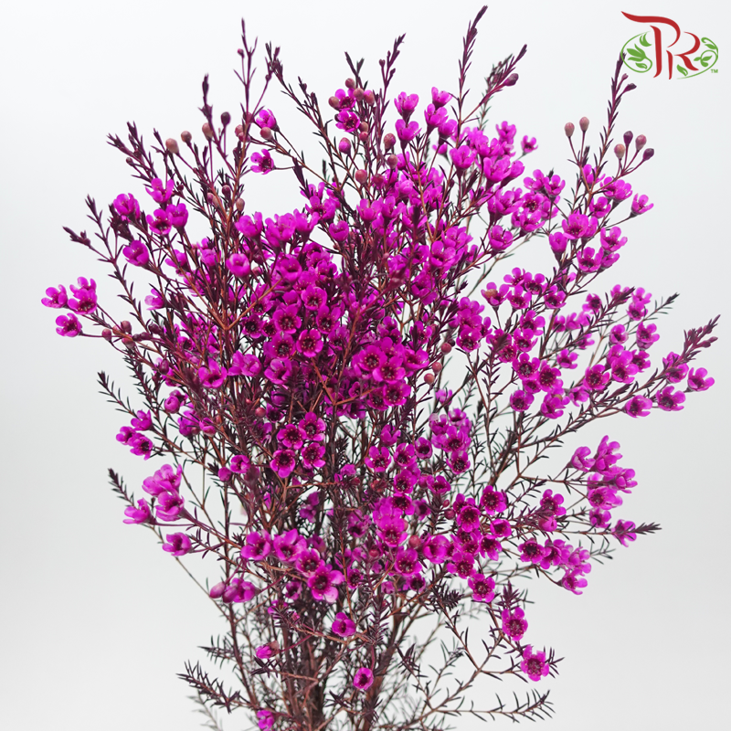 Wax Flower 《蜡花》