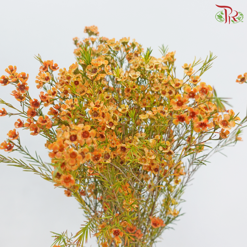 Wax Flower 《蜡花》