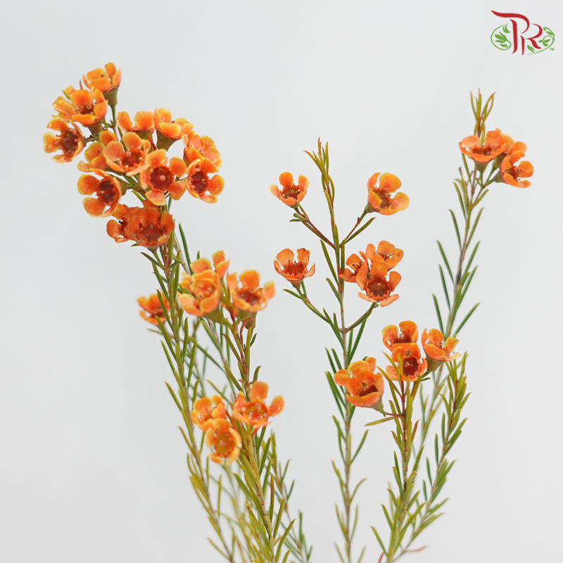 Wax Flower 《蜡花》