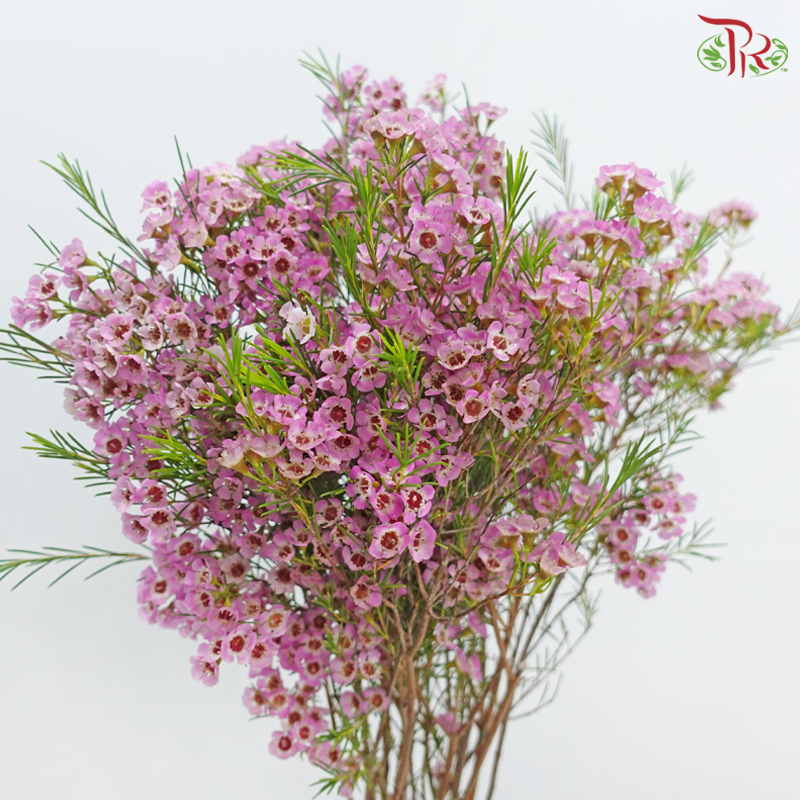 Wax Flower 《蜡花》