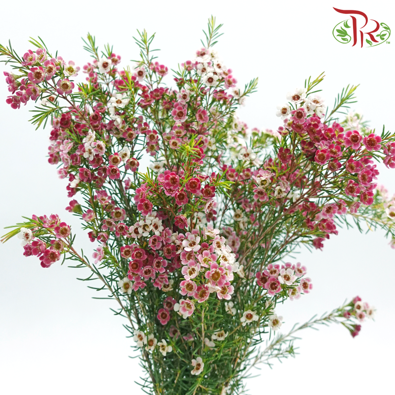 Wax Flower 《蜡花》