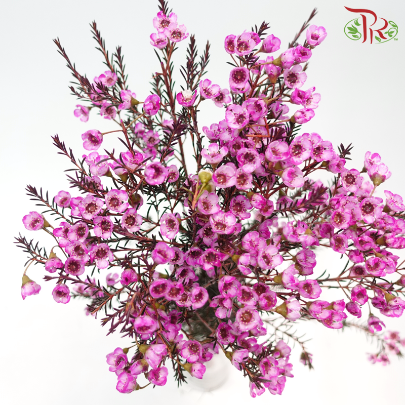 Wax Flower 《蜡花》