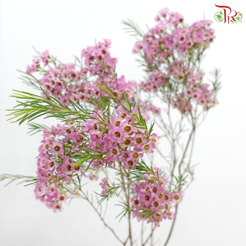 Wax Flower 《蜡花》