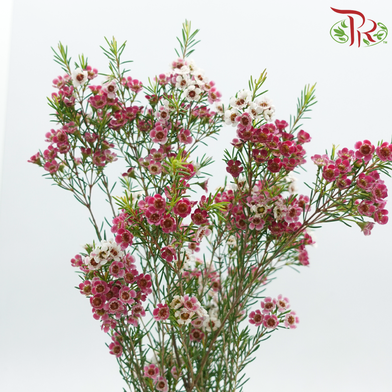 Wax Flower 《蜡花》