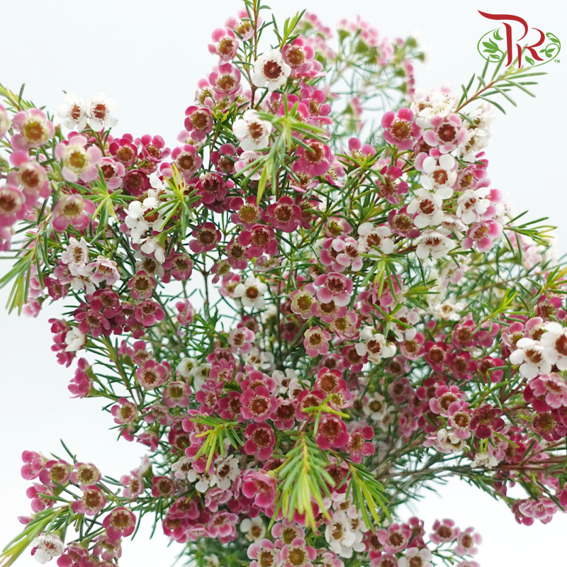 Wax Flower 《蜡花》