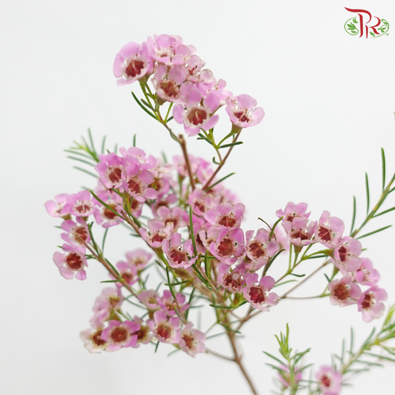 Wax Flower 《蜡花》