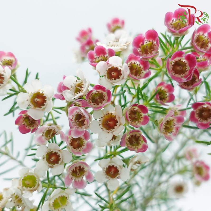 Wax Flower 《蜡花》