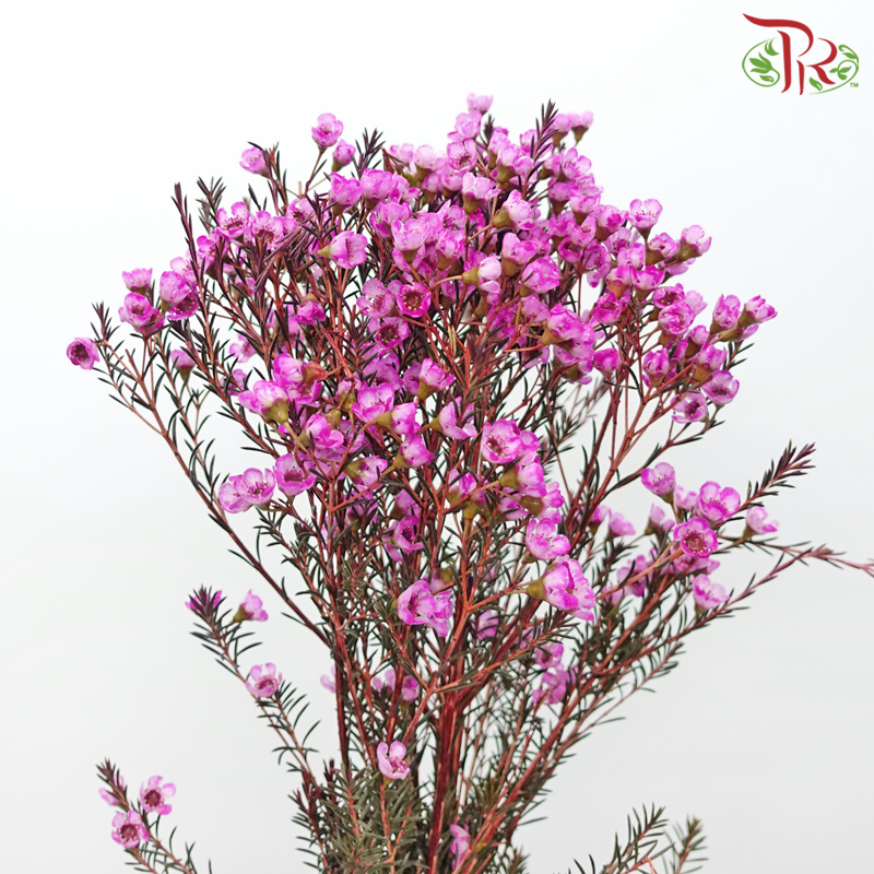 Wax Flower 《蜡花》