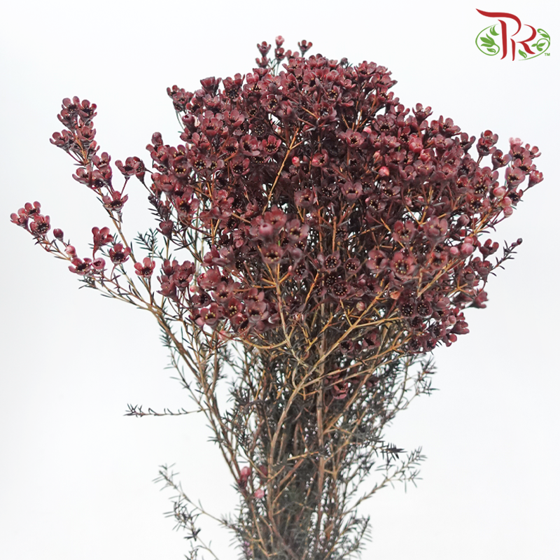 Wax Flower 《蜡花》