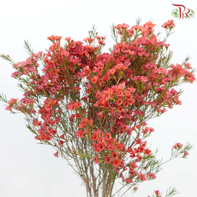 Wax Flower 《蜡花》