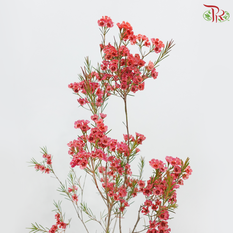 Wax Flower 《蜡花》