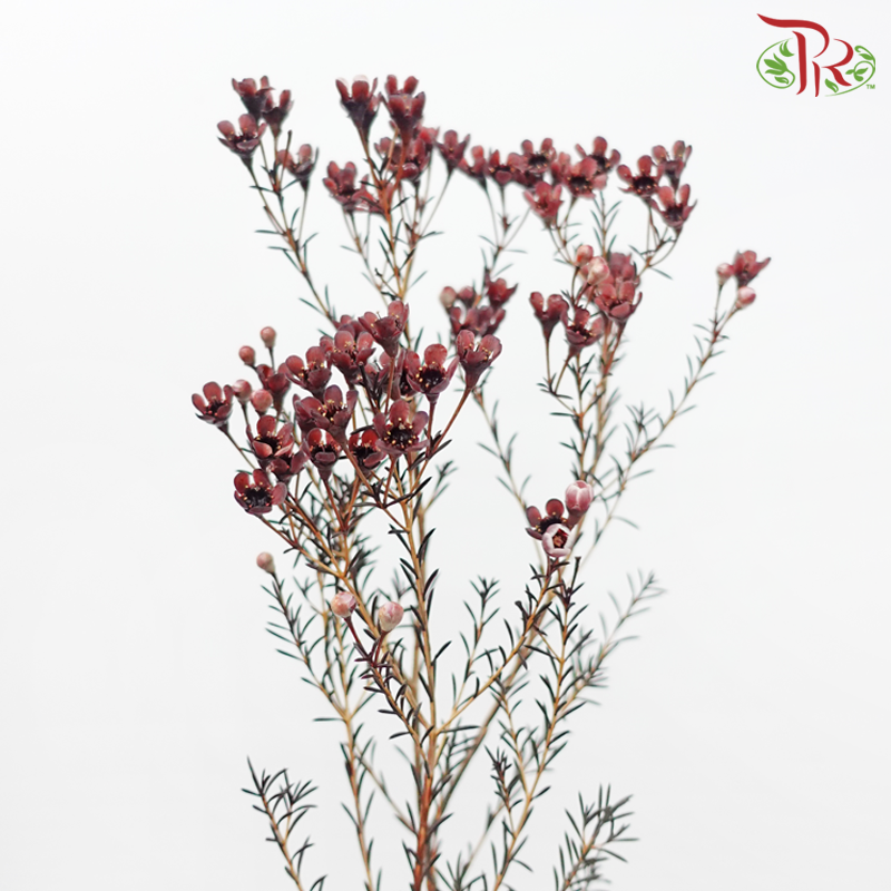 Wax Flower 《蜡花》