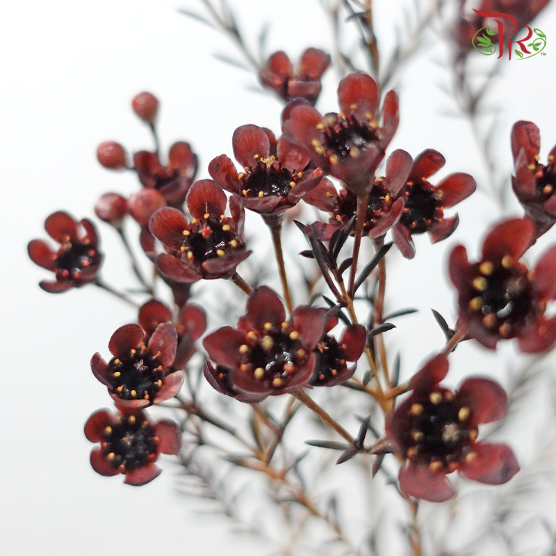 Wax Flower 《蜡花》