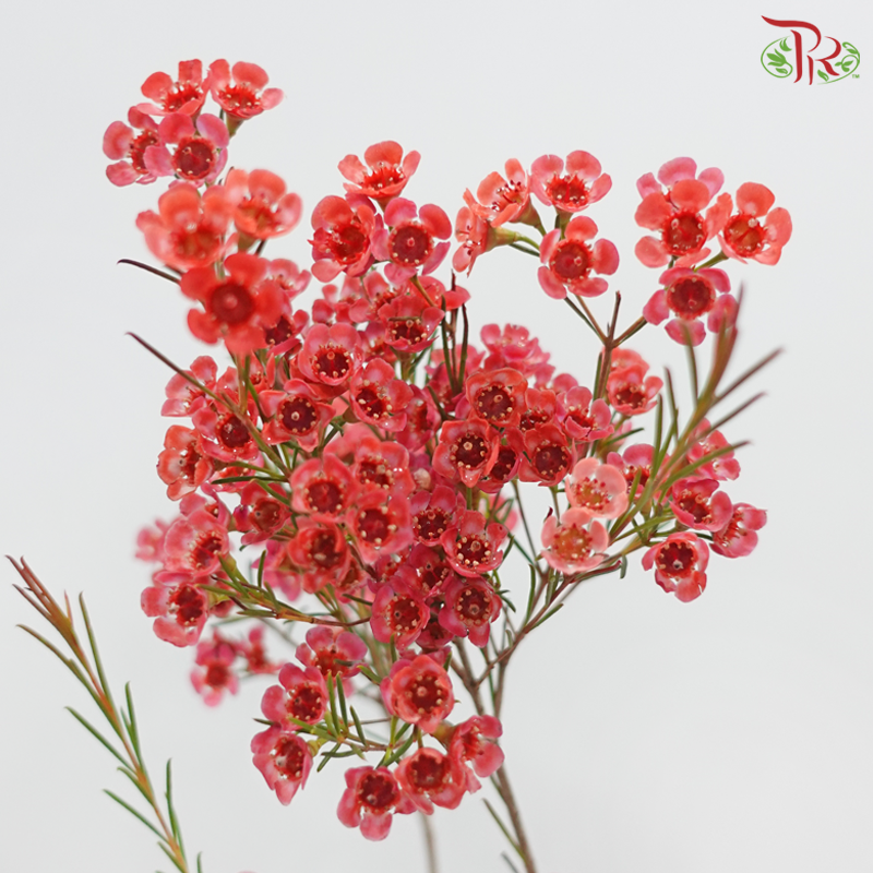 Wax Flower 《蜡花》