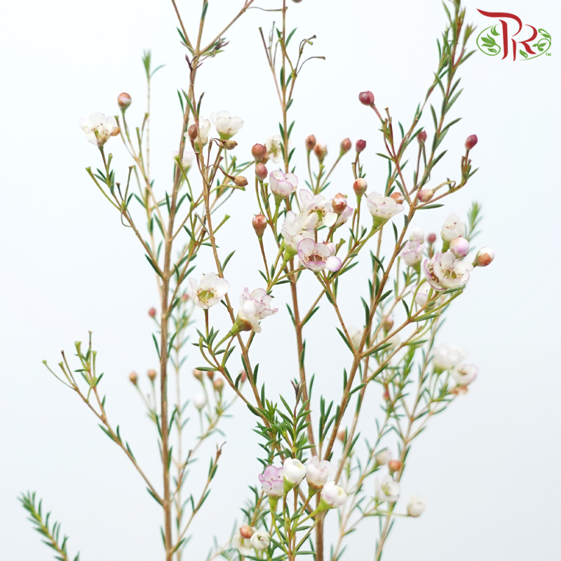 Wax Flower 《蜡花》