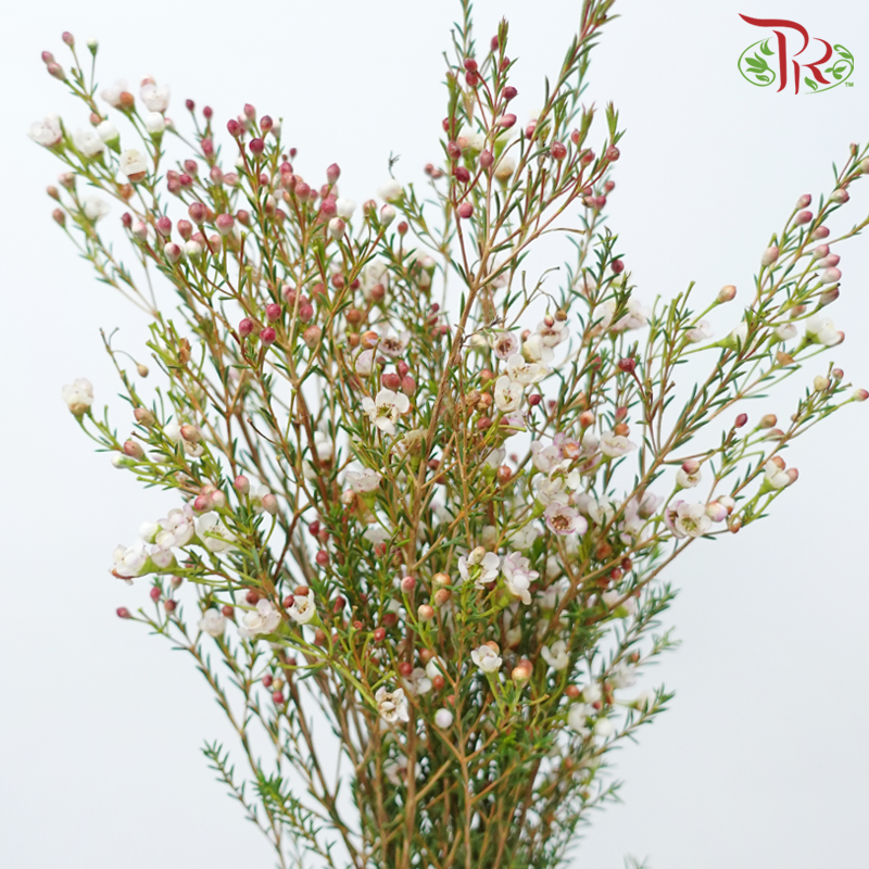 Wax Flower 《蜡花》