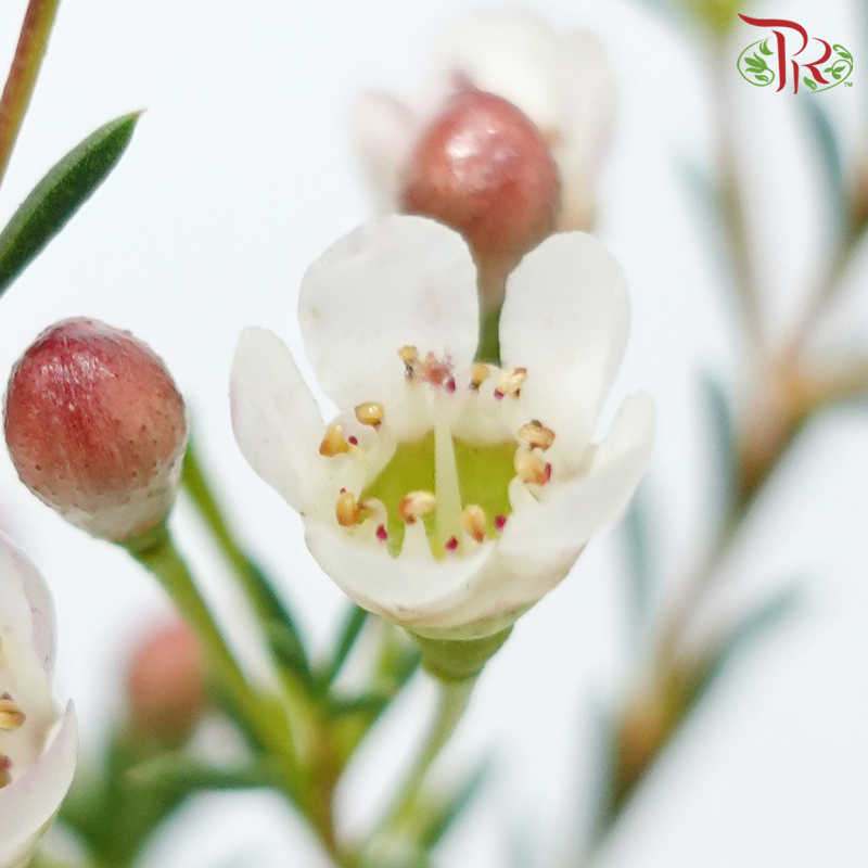 Wax Flower 《蜡花》