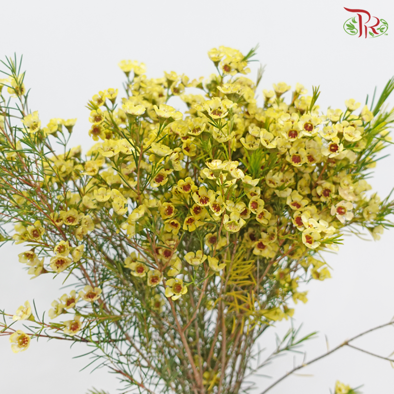 Wax Flower 《蜡花》