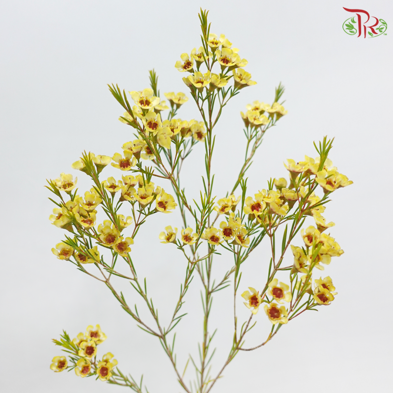 Wax Flower 《蜡花》