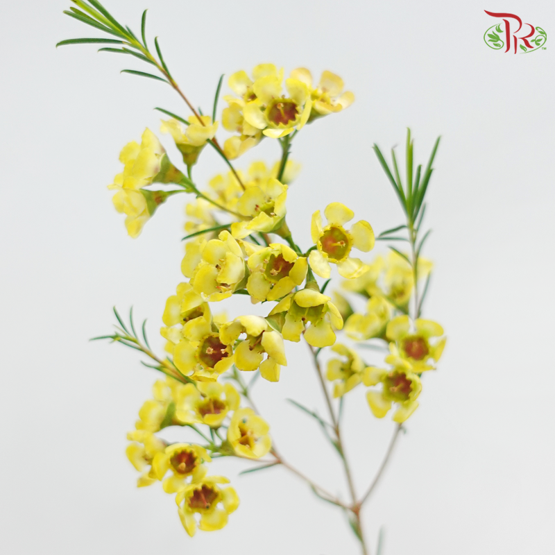 Wax Flower 《蜡花》