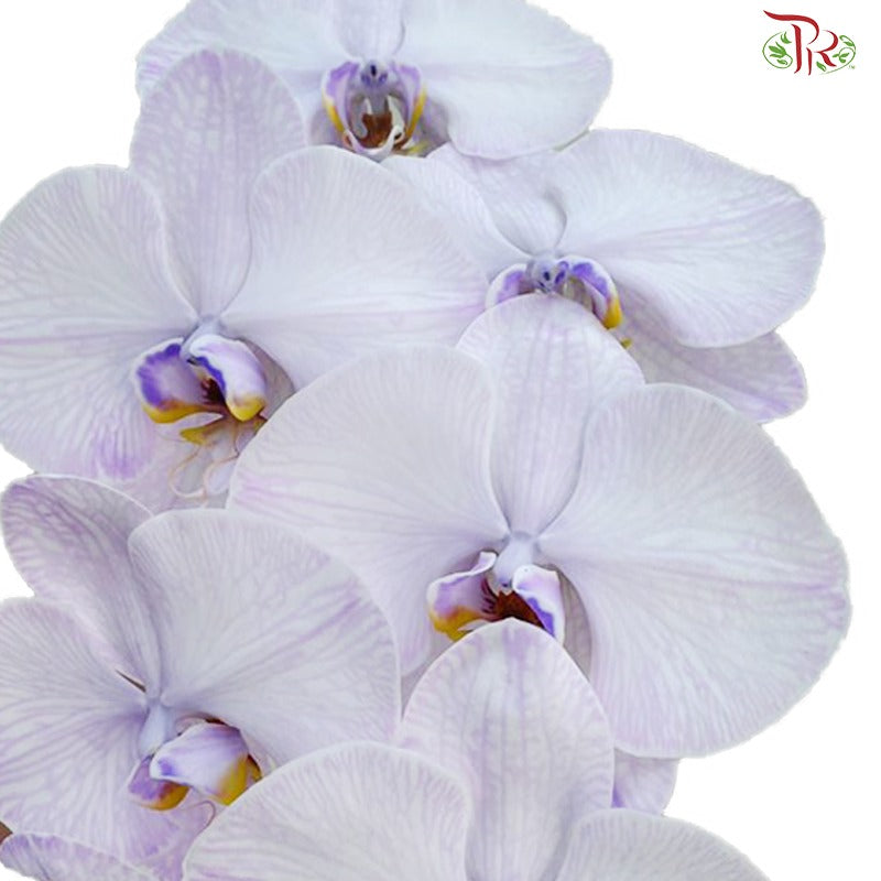 Phalaenopsis Cut《蝴蝶兰》