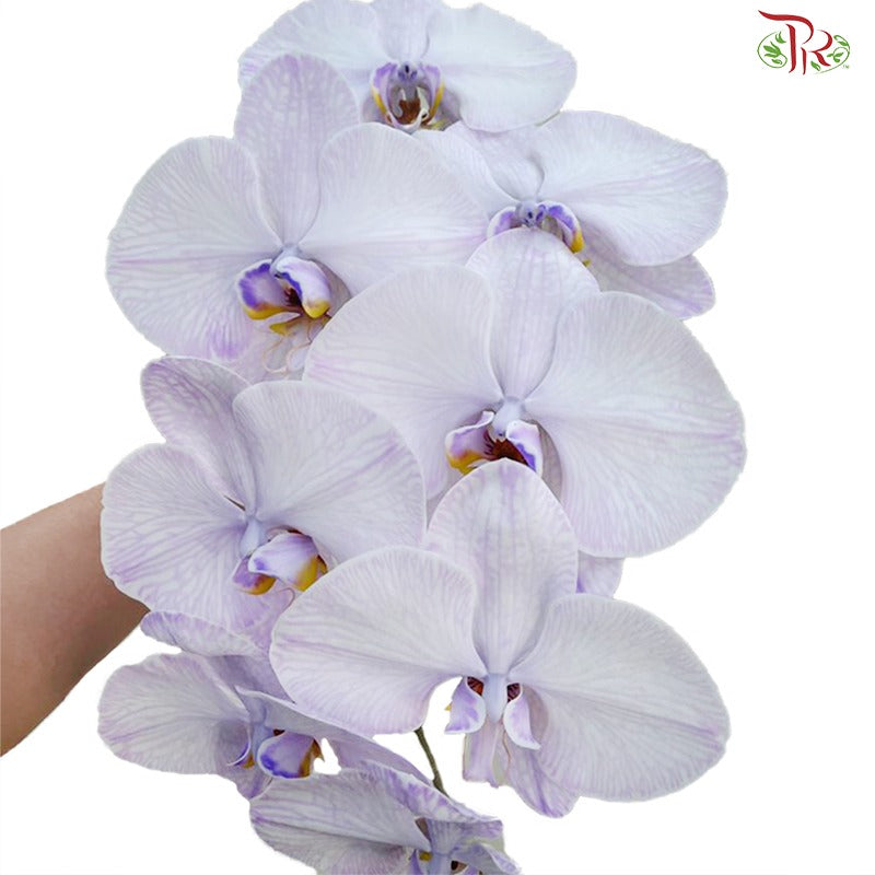 Phalaenopsis Cut《蝴蝶兰》