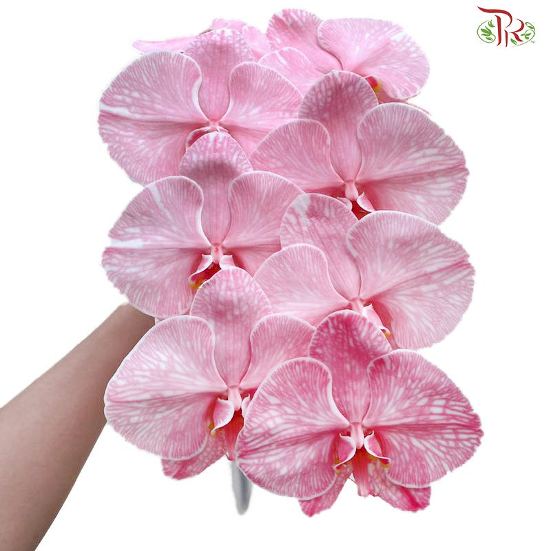 Phalaenopsis Cut《蝴蝶兰》