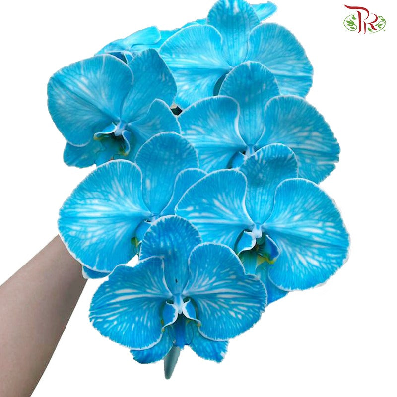 Phalaenopsis Cut《蝴蝶兰》