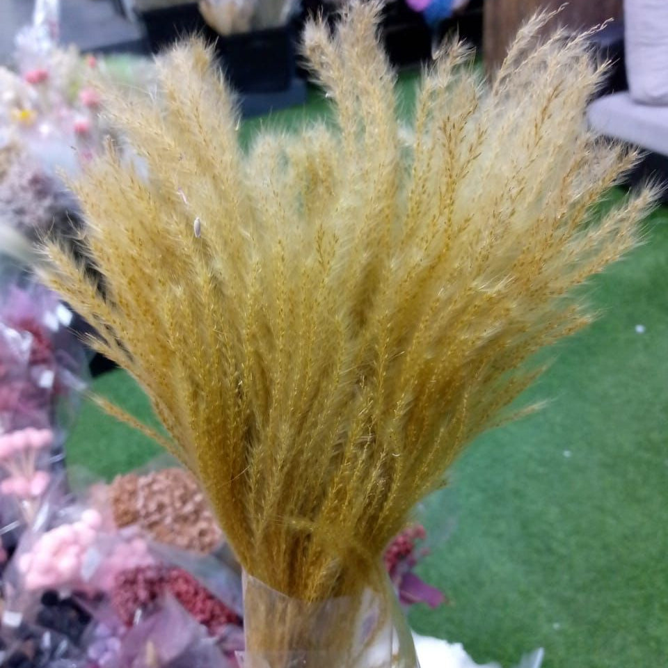 Dry Golden Grass