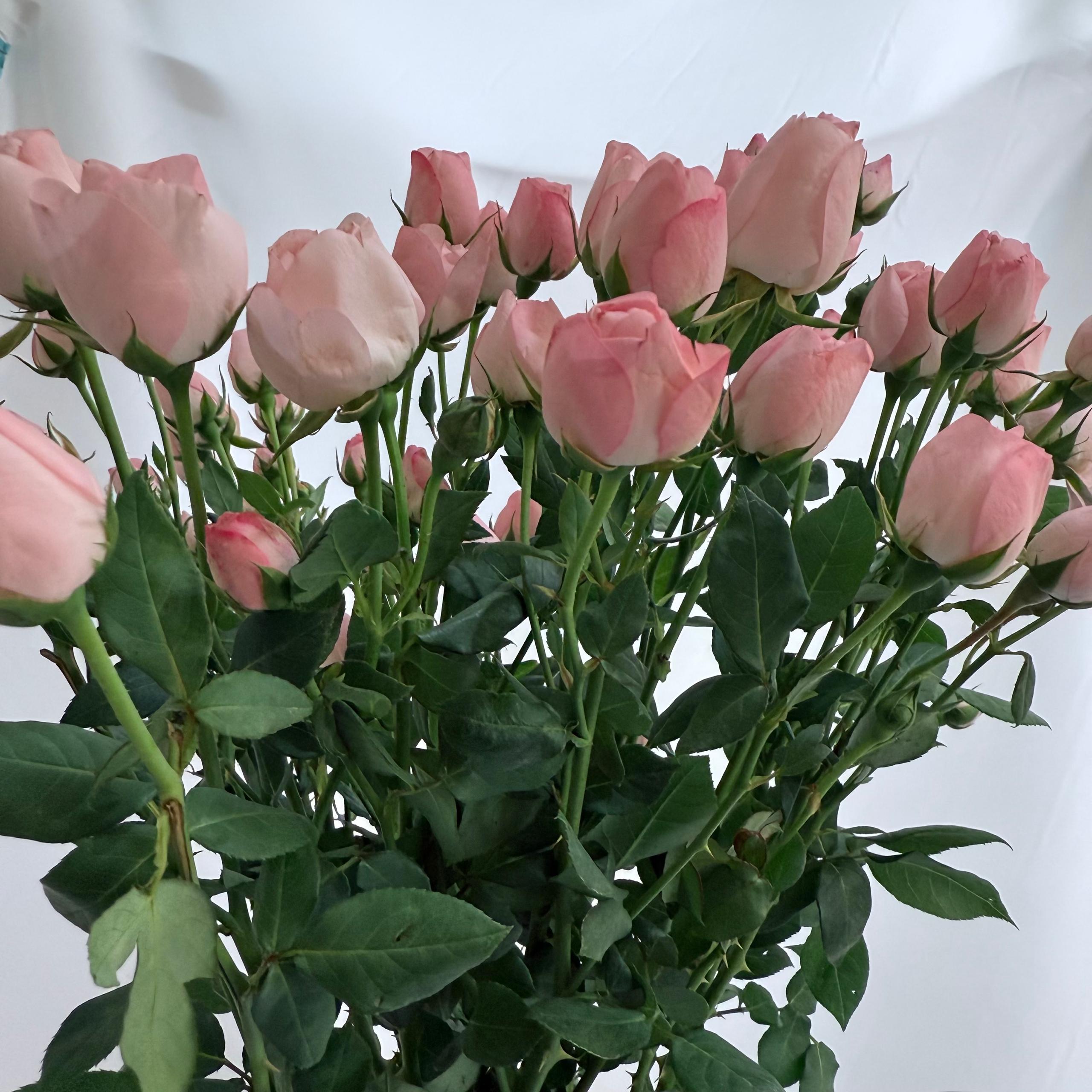 Rose Spray 《多头玫瑰》