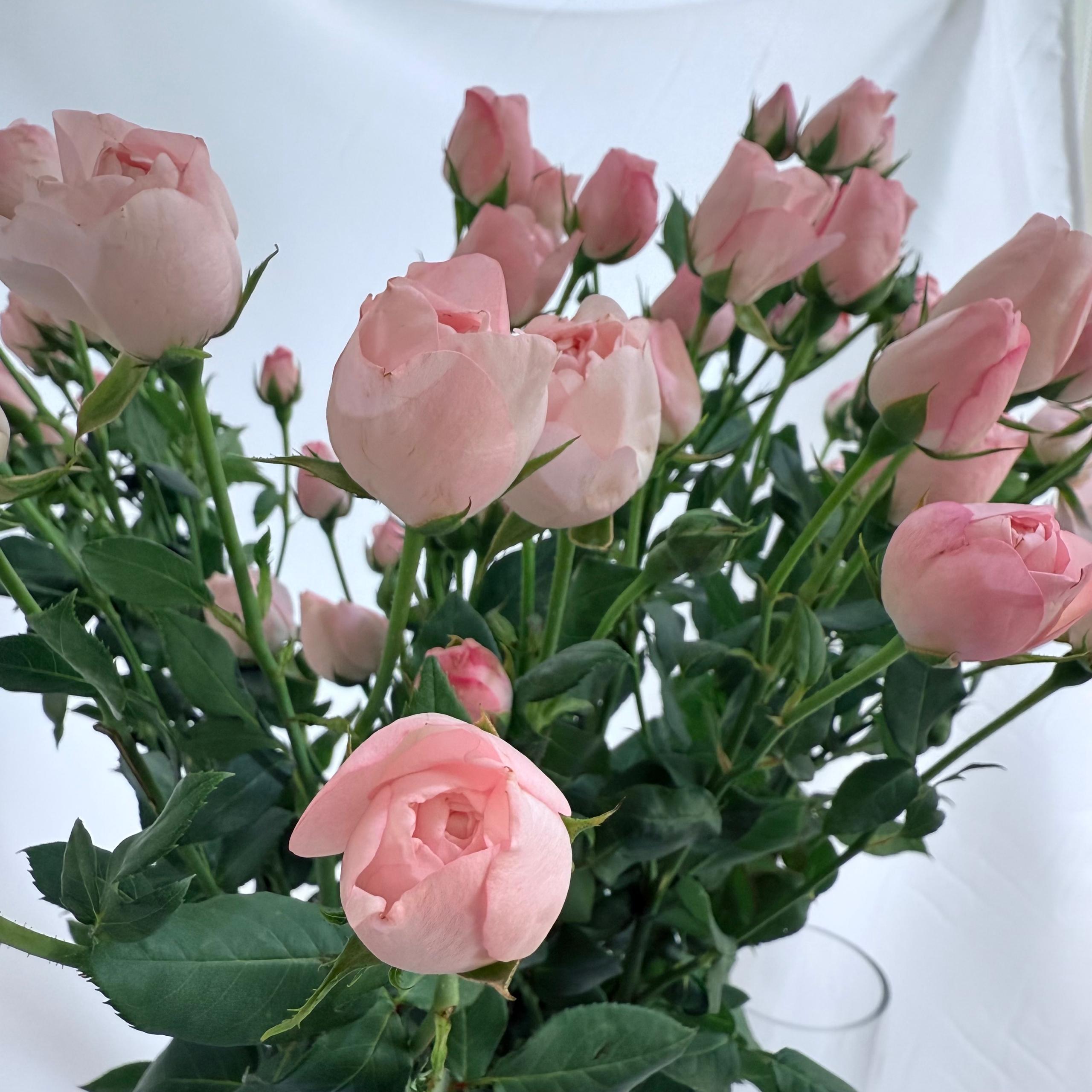Rose Spray 《多头玫瑰》
