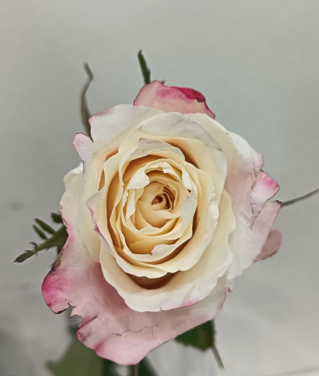 Rose (50CM)