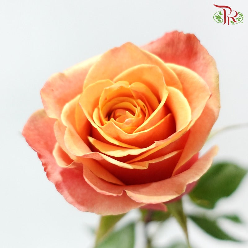 Ceres Rose Dyed Mondial