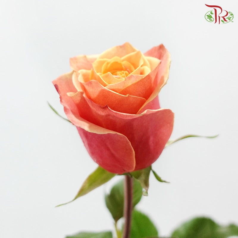 Ceres Rose Dyed Mondial