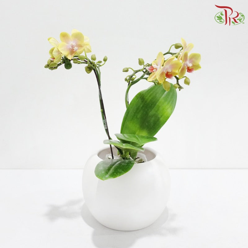 Phalaenopsis Orchid (Mini Double Stems) *With No Vase