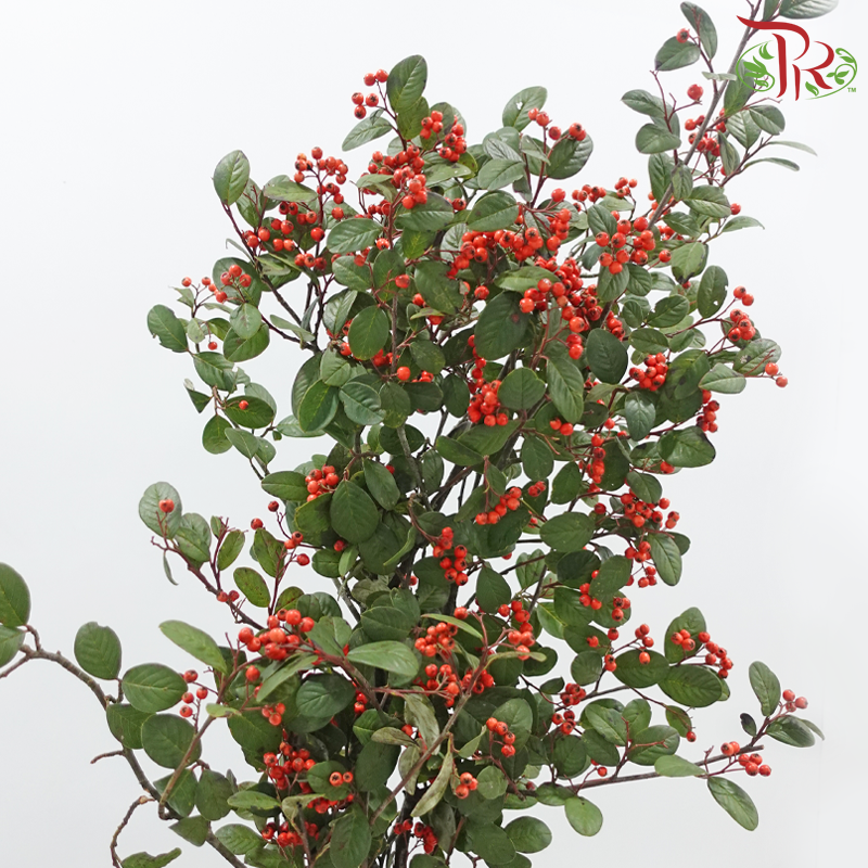 Wild Ilex《山货冬青果》