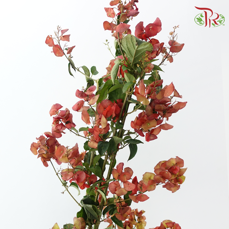 Winter Red 《冬红果》