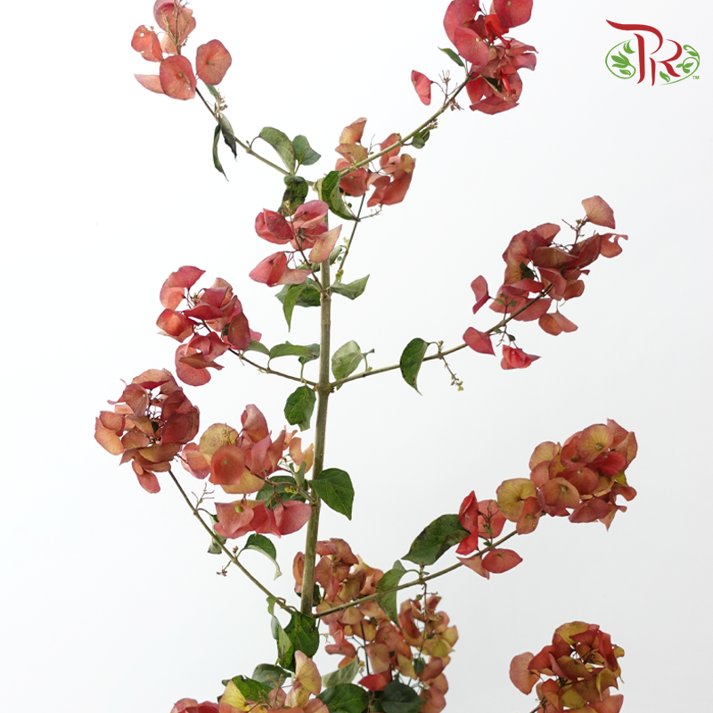 Winter Red 《冬红果》