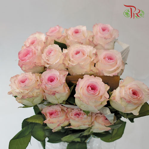 Ceres Rose - Mandala (10 Stems) - Pudu Ria Florist