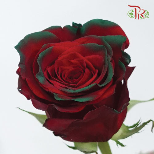 Ceres Rose - Christmas Edge (10 Stems) - Pudu Ria Florist