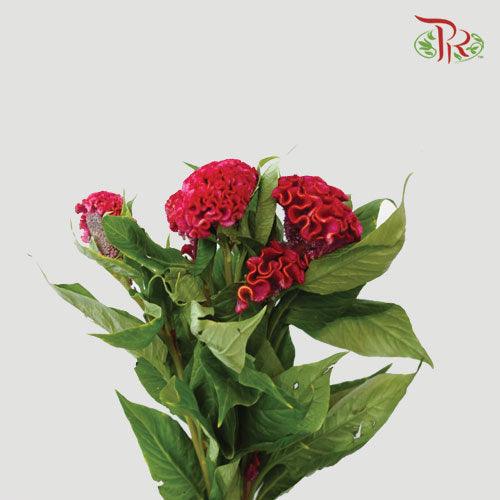 Celosia Round - Red (10 Stems) - Pudu Ria Florist