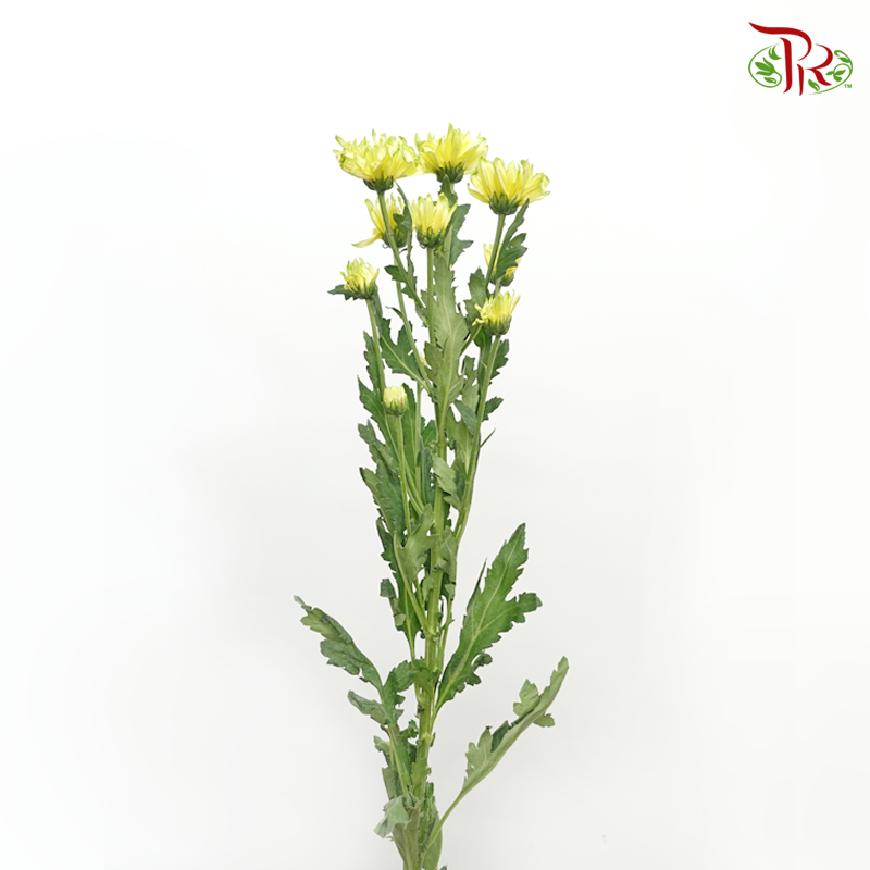 Chrysanthemum Pompom - Tone Yellow & Green (12 Stems) - Pudu Ria Florist