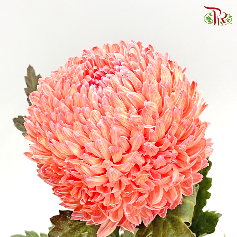 Premium Peony Mum - Dyed- Yellow 2 (6 Stems) - Pudu Ria Florist