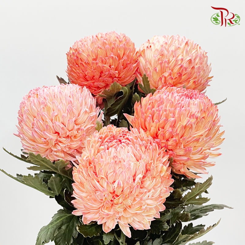 Premium Peony Mum - Dyed- Yellow 2 (6 Stems) - Pudu Ria Florist