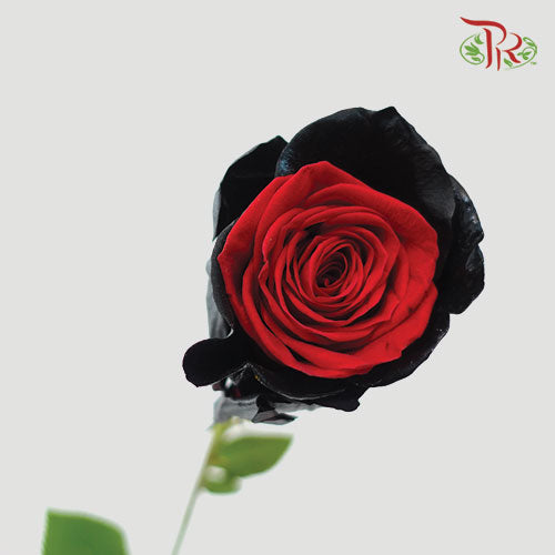 Ceres Rose - Mix Halloween 2 (10 Stems) - Pudu Ria Florist