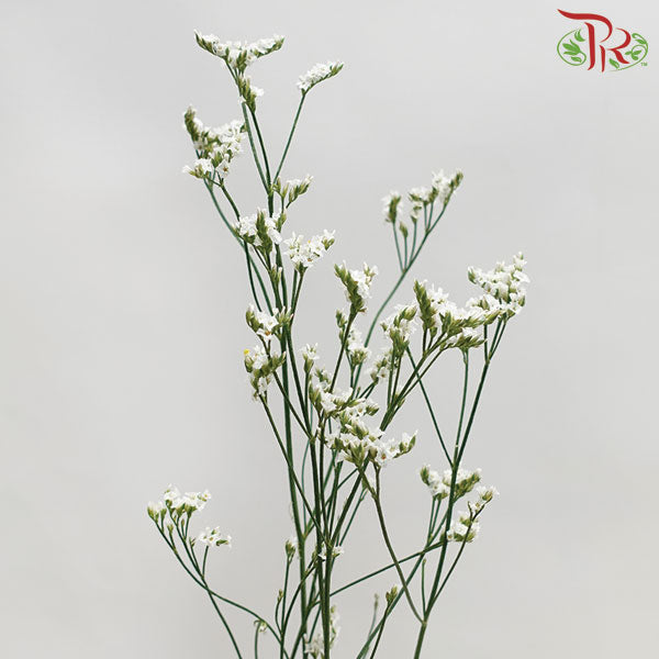 Limonium - White (5 Stems) - Pudu Ria Florist