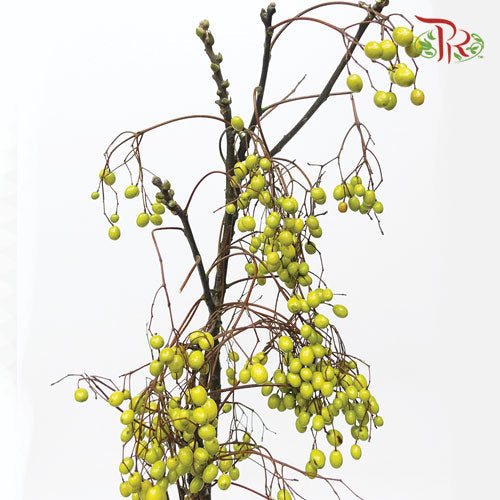 Melia Azedarach - (3 Stems) - Pudu Ria Florist