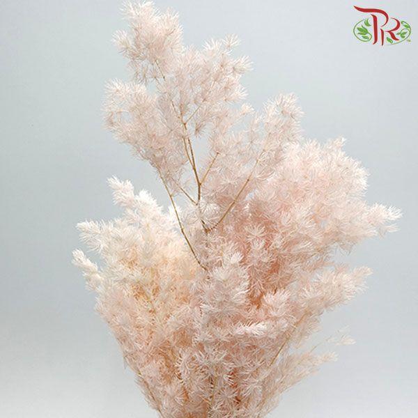 Preservative Asparagus Leaf - Blush - Pudu Ria Florist