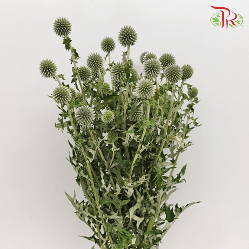 Echinops - (Per Bunch) - Pudu Ria Florist