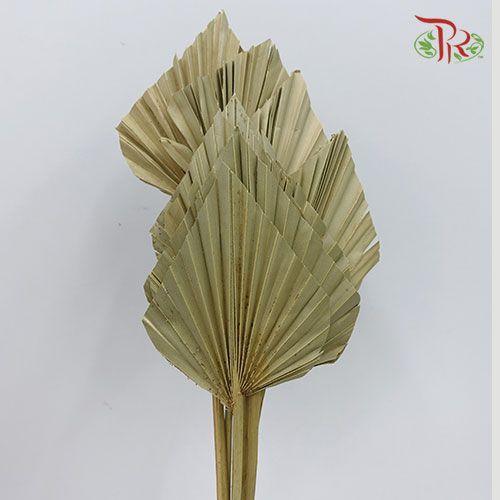 Dry Spear Palm (L) - (5 Stems) - Pudu Ria Florist